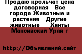 Продаю крольчат цена договорная - Все города Животные и растения » Другие животные   . Ханты-Мансийский,Урай г.
